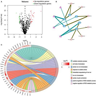 circSnx12 Is Involved in Ferroptosis During Heart Failure by Targeting miR-224-5p